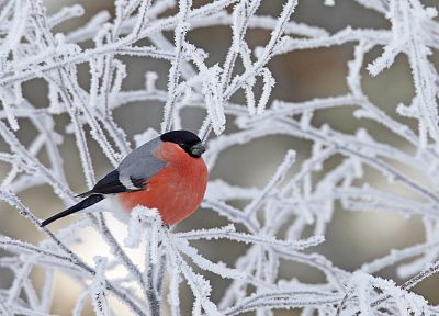 birds, animals, frozen, bullfinch, branches - desktop wallpaper
