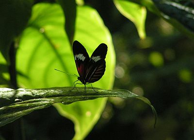 insects, butterflies - desktop wallpaper
