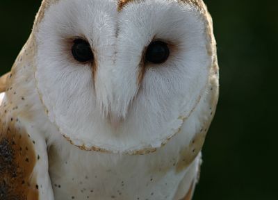 owls - random desktop wallpaper