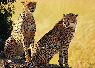 animals, cheetahs - related desktop wallpaper
