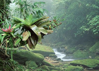 Brazil, rivers, National Park, rainforest - random desktop wallpaper