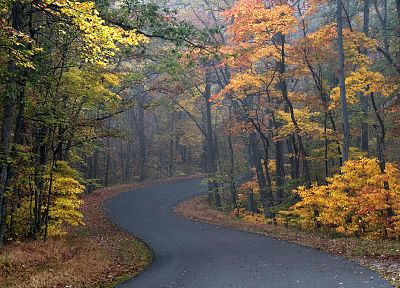 autumn, brown, roads - desktop wallpaper