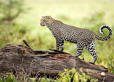 leopards - duplicate desktop wallpaper