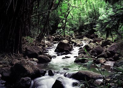 nature, forests, streams - desktop wallpaper