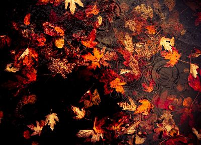 water, autumn, leaves, fallen leaves - random desktop wallpaper