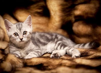 cats, animals, kittens, pets - random desktop wallpaper