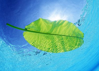 water, nature, leaves, plants, underwater - desktop wallpaper