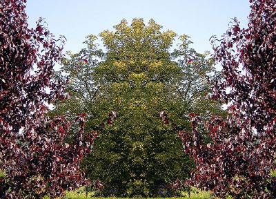 trees, reflections - duplicate desktop wallpaper