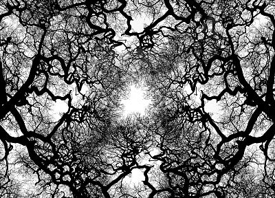 trees - random desktop wallpaper