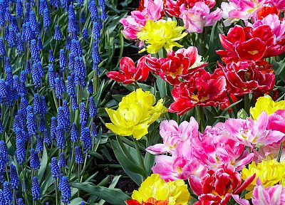 flowers, garden, tulips, Holland, hyacinths - desktop wallpaper