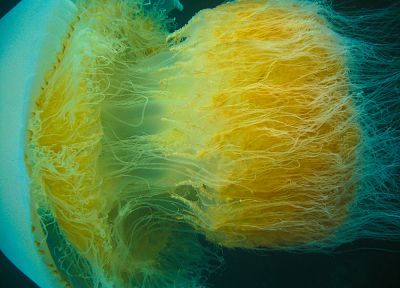 jellyfish, jelly beans - related desktop wallpaper