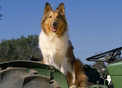 dogs, canine, farms, collie - desktop wallpaper