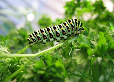 nature, insects, caterpillars - desktop wallpaper