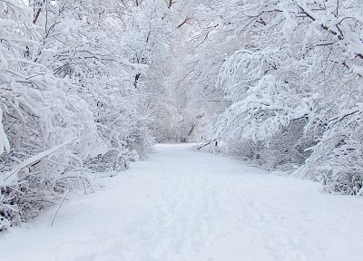 ice, snow, trees, forests - desktop wallpaper