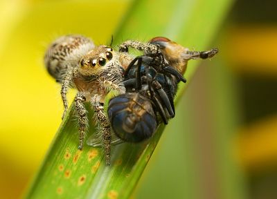 animals, insects, spiders, arachnids - random desktop wallpaper