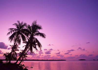 ocean, landscapes, palm trees - random desktop wallpaper