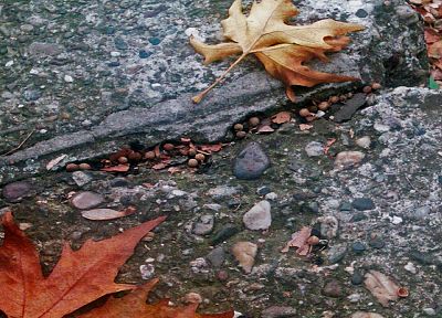 leaves, ground, fallen leaves - desktop wallpaper