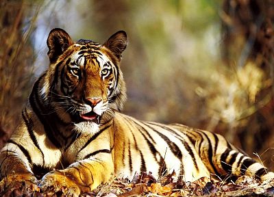 animals, tigers - desktop wallpaper