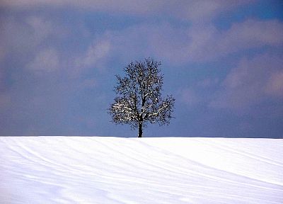 nature, winter, snow, trees, Earth, outdoors - duplicate desktop wallpaper
