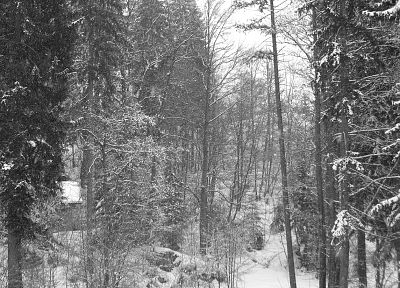 nature, winter, snow, trees, white, forests - random desktop wallpaper