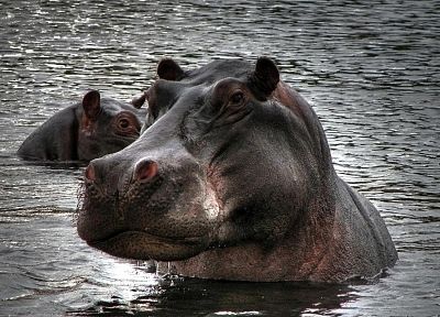 animals, hippopotamus, aferica - random desktop wallpaper