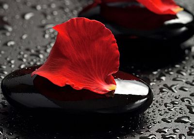black, stones, zen, water drops, flower petals - random desktop wallpaper