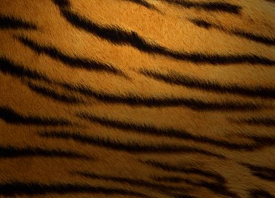 tigers, fur, textures, stripes - random desktop wallpaper