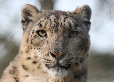 animals, snow leopards - random desktop wallpaper