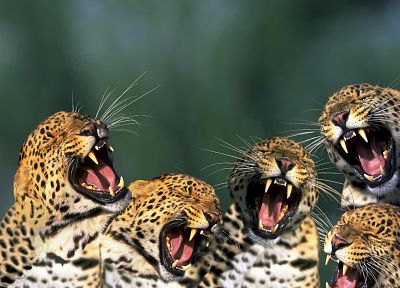 animals, open mouth, leopards - desktop wallpaper