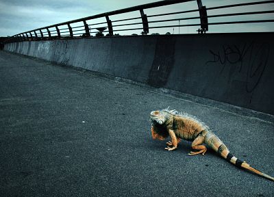 animals, roads, iguana - related desktop wallpaper