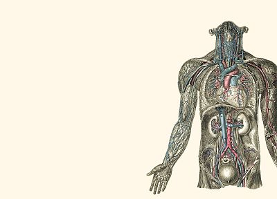 anatomy, illustrations, kidney, hearts, human body - random desktop wallpaper