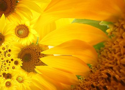 flowers, yellow, sunflowers, yellow flowers - desktop wallpaper