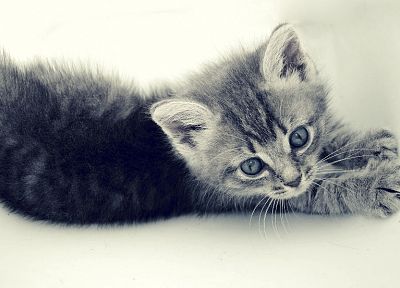 cats, animals, feline, kittens, pets - random desktop wallpaper