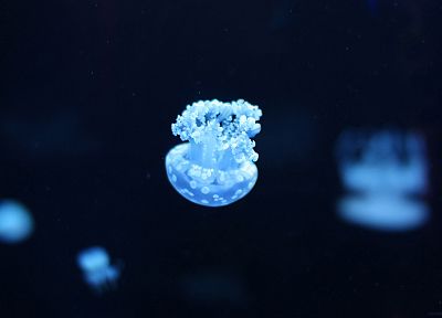 water, blue, jellyfish, depth of field, underwater - random desktop wallpaper