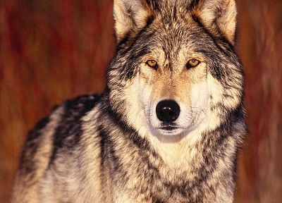animals, spirit, wolves - random desktop wallpaper