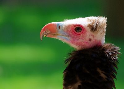 birds, vultures - related desktop wallpaper