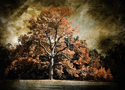 landscapes, nature, trees - duplicate desktop wallpaper