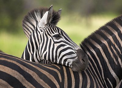 animals, zebras, South Africa - desktop wallpaper
