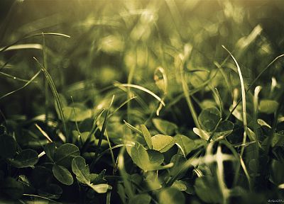 green, nature, leaves, grass, plants, macro - random desktop wallpaper