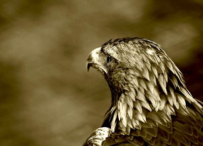 birds, eagles, sepia - desktop wallpaper