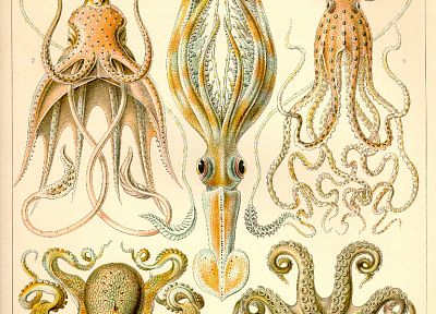 squid, octopuses, infographics - random desktop wallpaper