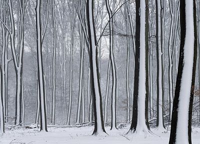 snow, trees - random desktop wallpaper