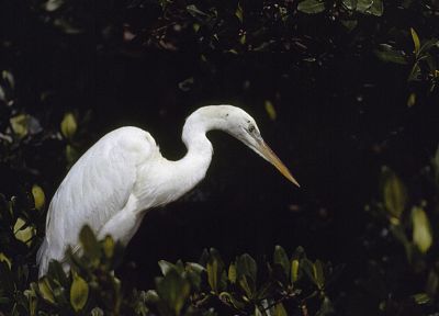birds, Florida, National Park, snowy egret, egrets, Everglades - random desktop wallpaper
