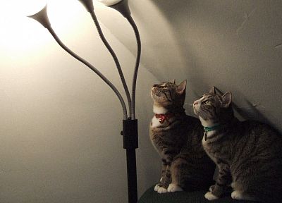 cats, animals - duplicate desktop wallpaper