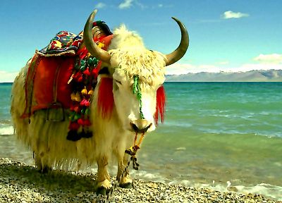 ocean, animals, yak, sea, beaches - desktop wallpaper