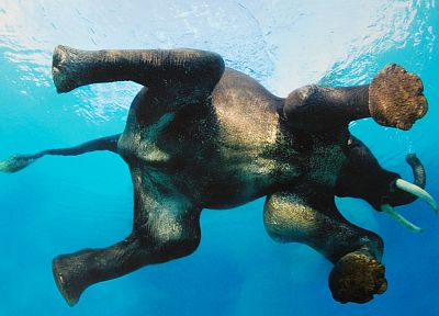 animals, swimming, elephants - random desktop wallpaper