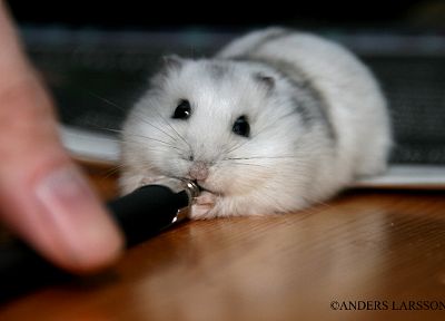 animals, hamsters - desktop wallpaper