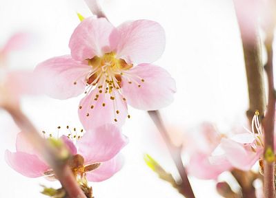 close-up, cherry blossoms, flowers, pink, white background - desktop wallpaper