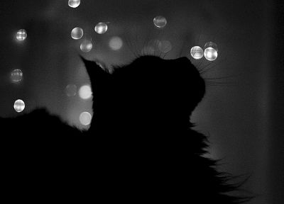 cats, silhouettes, grayscale - related desktop wallpaper