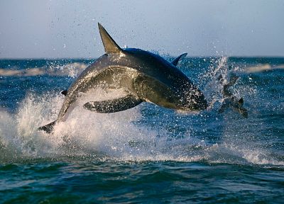 ocean, seals, animals, sharks, sea - duplicate desktop wallpaper